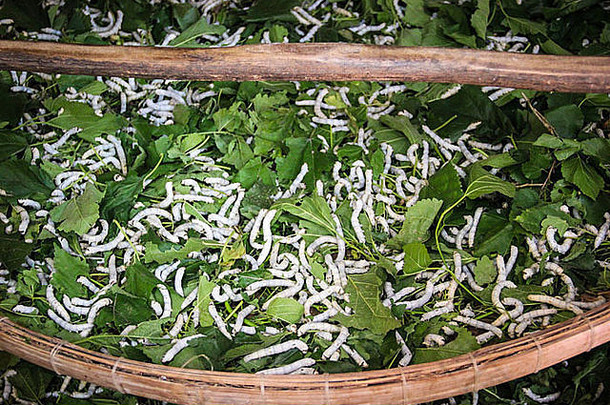 以桑叶为食的五龄蚕幼虫-越南海安丝绸厂