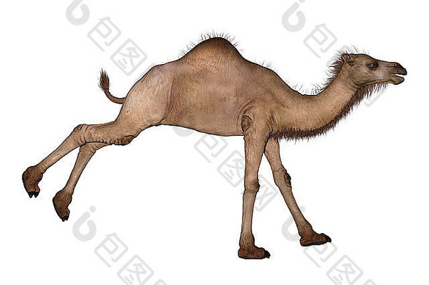 数字渲染单峰骆驼阿拉伯骆驼孤立的白色背景
