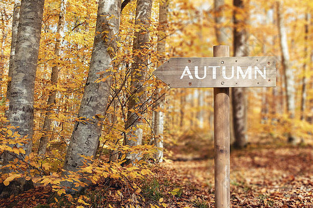 木质路标和美丽的秋色