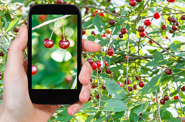 旅行概念旅游照片红色的樱桃成熟的水果关闭树夏天一天智能手机