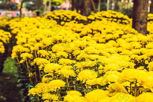 黄色的花以纪念越南新年。农历新年花市。中国新年。春节