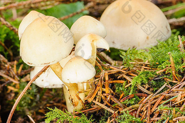 湿气金齿象蘑菇日益增长的死<strong>木</strong>森林地板上