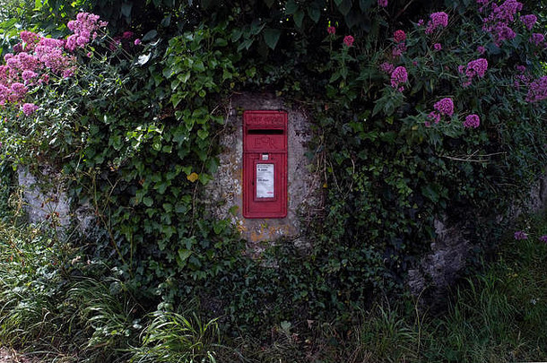常春藤生长在康沃尔郡波霍尔塔（Bohortha）村庄一个邮箱旁的墙上。英国——约翰·沃斯摄