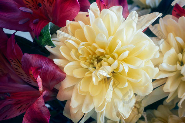 美丽的菊花花束花提出了特写镜头