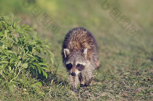 在佛罗里达湿地散步的小浣熊