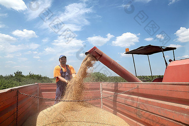 小麦收获农民粮食钻结合倒作物