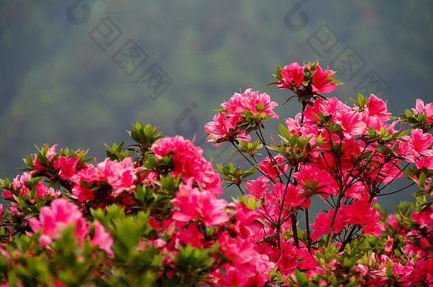 在模糊的背景下，一丛盛开着粉红色花朵的灌木