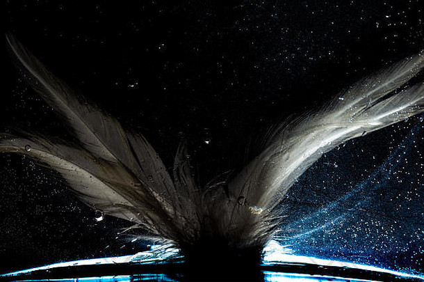 地球上太空中的羽毛是用油和水创造的