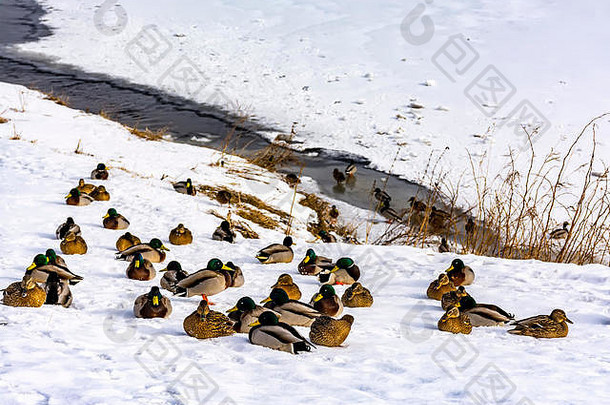 在涅瓦河畔的圣彼得堡过冬的野鸭。通往海岸的人。