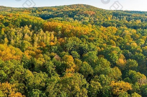 鸟瞰美丽的秋色森林。树梢