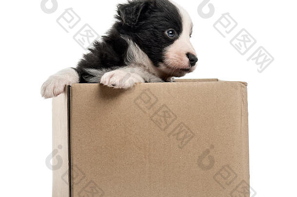 年轻的杂交幼犬从白色隔离带上的盒子里出来
