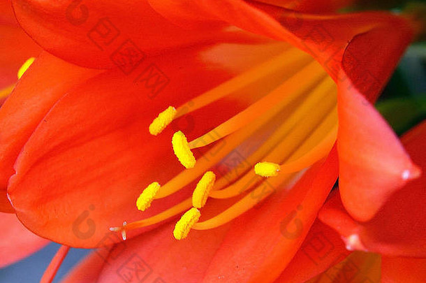 美丽的宏关闭生动的橙色花<strong>君子</strong>兰植物明亮的黄色的花粉软背景