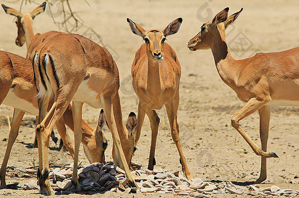 常见的黑斑羚野生动物背景非洲美丽的有趣的自然