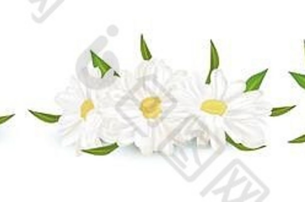 现实的洋甘菊孤立的白色背景精致的花洋甘菊新鲜的群洋甘菊插图