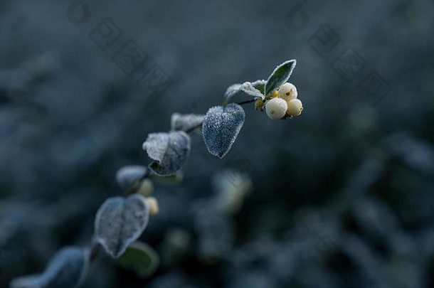 交响曲阿不思·常见的白浆果叶子冷淡的绿色秋天叶子自然环境背景