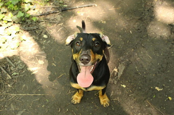 可爱的黑色的棕色（的）狗舌头推翻了耳朵