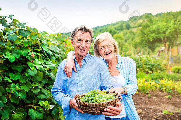 肖像高级夫妇收获葡萄