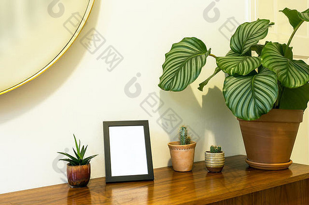 小盆里的仙人掌和木质壁橱上的温室植物的时尚设计，现代设计，靠近白色墙壁和镜子悬挂