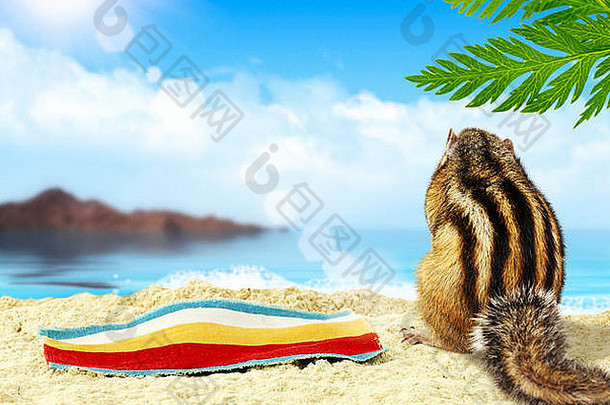 花栗鼠海滩日光浴，度假理念