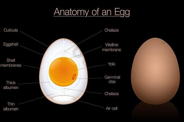 卵子解剖横截面。一个鸟蛋的结构，标有组件名称的图表-黑色背景上的图表插图。