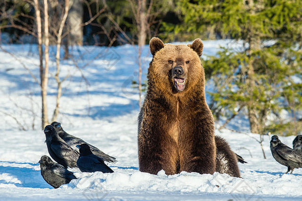 在春天的森林里，棕熊和乌鸦在白雪覆盖的沼泽地上。日落之光。欧亚棕熊，学名：熊。自然的