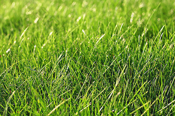 绿色新鲜的草不错的背景