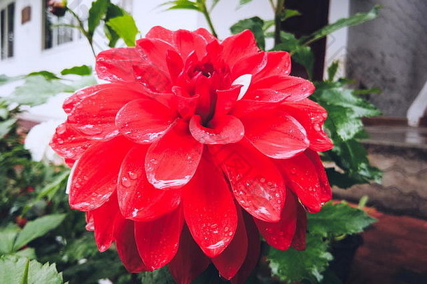 大自然的礼物充满活力的红色的菊花花