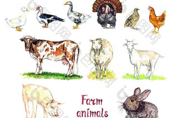 农场动物收藏，白色家养和南美番鸭、鹅、火鸡、鹌鹑和鸡、红牛、白绵羊、山羊、猪和兔子