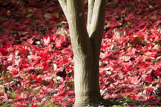 <strong>秋</strong>天林地巴茨福德植物园科茨沃尔德格洛斯特郡中部地区英格兰