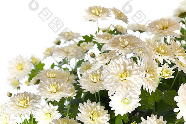 美丽的白色菊花花秋天生动的背景孤立的白色
