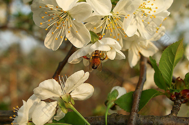 蜜蜂饮料花蜜开花樱桃花朵