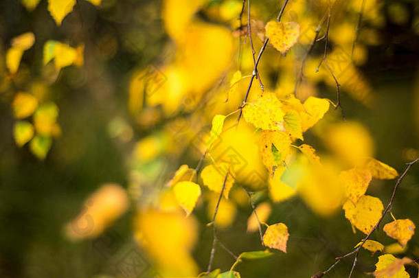 金色秋天银桦树叶子的瀑布，林地景观，牛津，英国