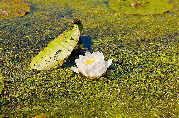美丽的盛开的花白色水莉莉池塘睡莲属阿尔芭水莉莉绿色叶子浮萍夏天