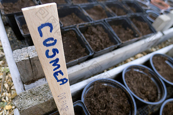 种植在花园塑料容器中的Cosmea种子