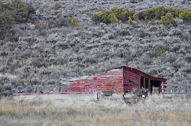 犹他州瓦萨奇山前落基山脉的一个红色木制风雨棚前的野鹿。一小群骡鹿聚集在秋天放牧的公鹿群中