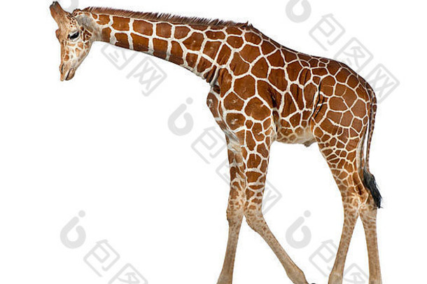 索马里长颈鹿，通常被称为网状长颈鹿（Giraffa camelopardalis neticta），2岁半，背景为白色