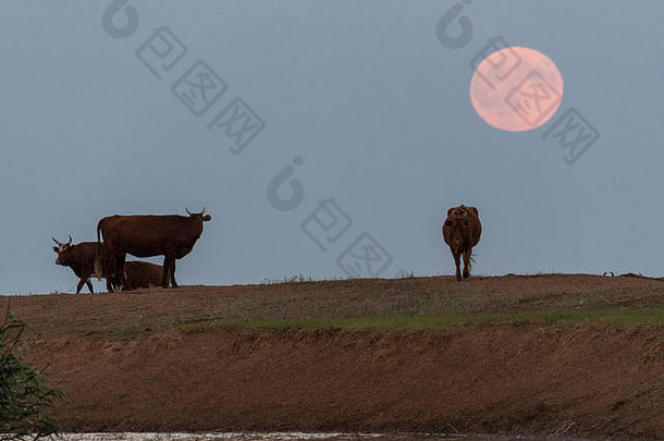 在升起的满月的背景下，奶牛在一个浇水的地方。俄罗斯卡尔梅基亚地区。Коровы на фоне полной луны. Республика Калмыкия, Россия
