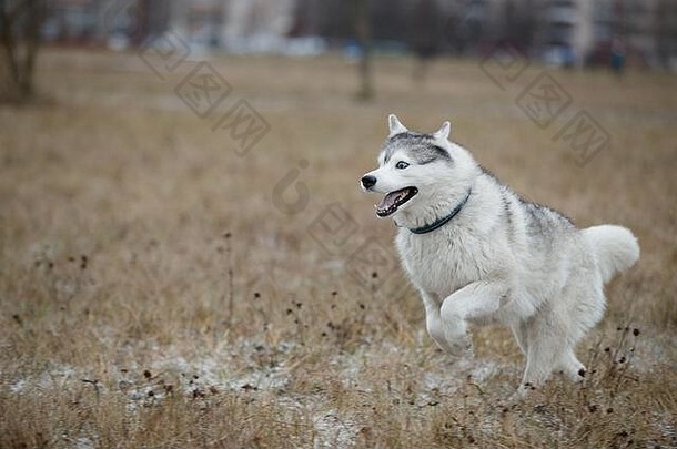 西伯利亚哈士奇在秋天的草地上玩耍