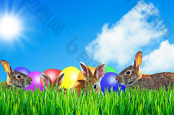 复活节兔子和复活节彩蛋