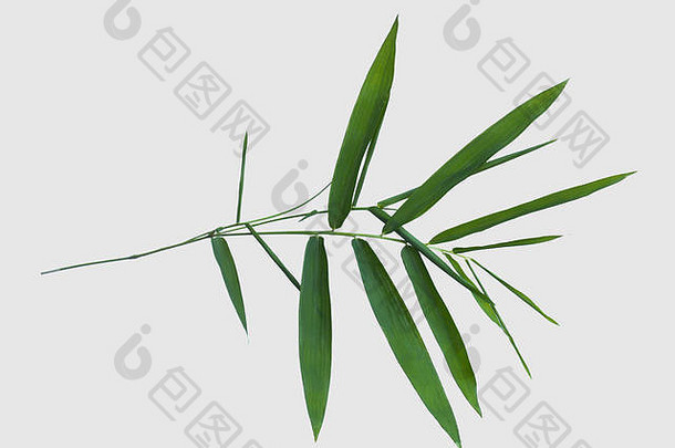 竹子孤立的灰色的背景剪裁路径
