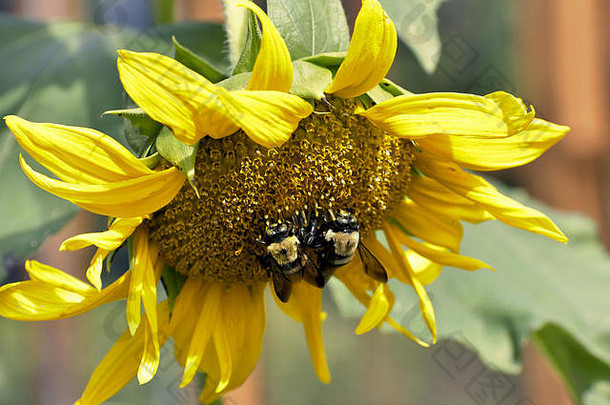社区花园里生长的一株黄色向日葵的特写镜头，两只木匠蜂正在收集花粉，背景中可以看到绿色的叶子