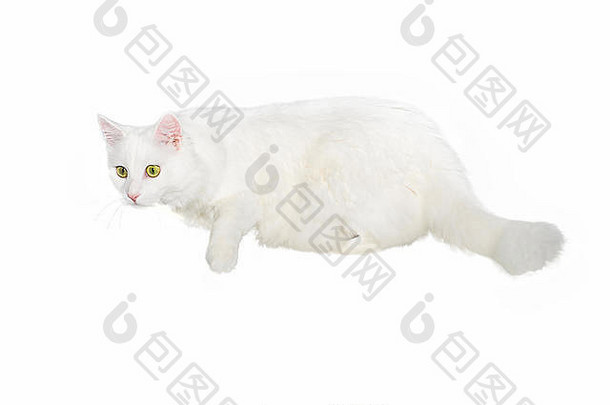 一岁的毛茸茸的白色家猫躺在白色的隔离背景上。