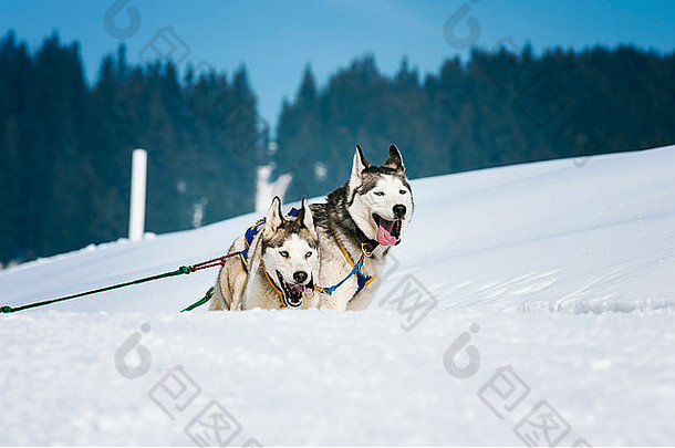 运动狗队在雪地里奔跑