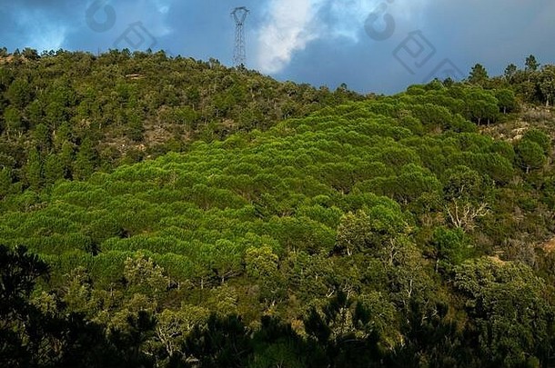 法国蓝色海岸毛里斯庄园-自然、景观、森林-2019年<strong>12</strong>月15日-阿拉米伊洛娜·巴纳<strong>双</strong>照片社