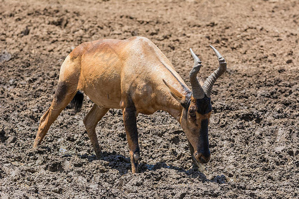 红色的大羚羊斗争泥浇水洞南部非洲稀树大草原喝