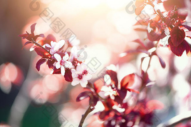 盛开的日本樱桃树开花樱花花阳光明媚的一天春天自然背景复活节概念复制空间