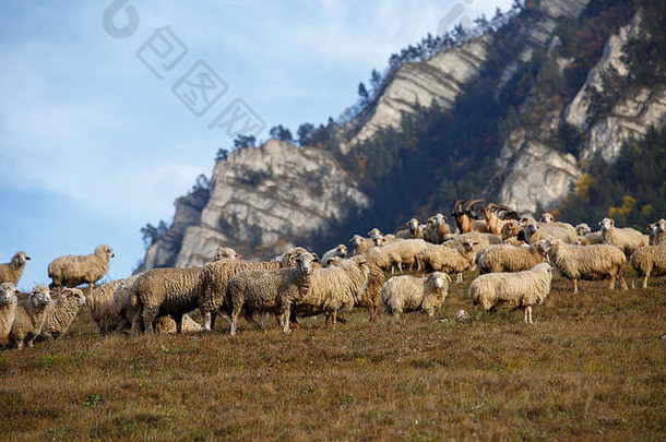 照片群羊脚山