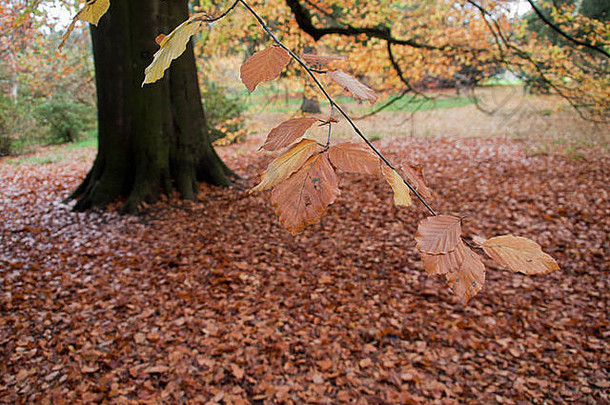 <strong>秋</strong>天林地batsford植物园科茨沃尔德格洛斯特郡中部地区英格兰