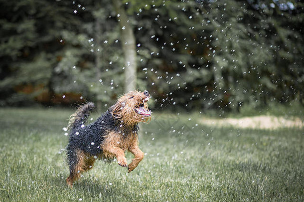 疯狂的快乐狗玩战斗水流威尔士梗绿色花园有趣的苦苦挣扎的水滴
