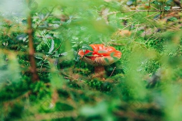 可食的小蘑菇红菇，在苔藓秋天的森林背景中有红褐色的帽子。自然环境中的真菌。大蘑菇宏观特写。鼓舞人心的自然<strong>夏秋</strong>景观